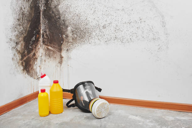 Best Local Mold Removal Service  in Vandergrift, PA