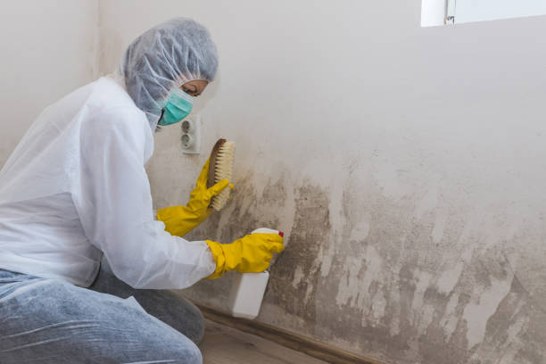 Best Crawl Space Mold Removal  in Vandergrift, PA
