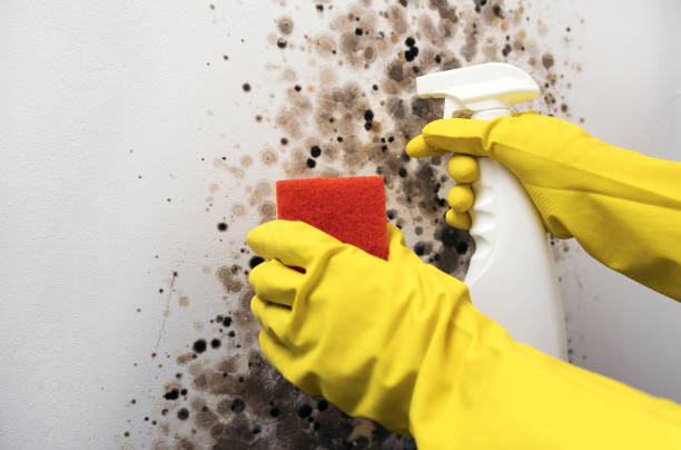 Best Same-Day Mold Removal  in Vandergrift, PA