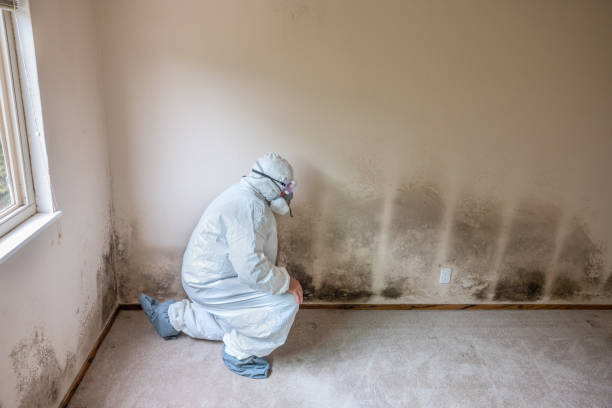 Best Mold Removal Specialists  in Vandergrift, PA