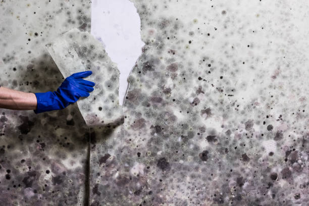 Best Affordable Mold Removal  in Vandergrift, PA